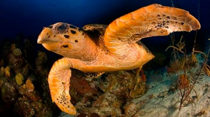Nacen tortugas rojas en el Caribe mexicano; estudian relación con el sargazo