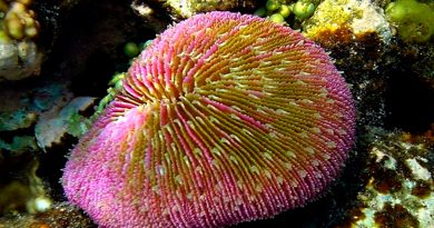 Los corales podrían tener genes para comunicarse con sonidos