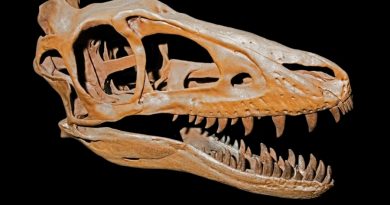 Solución al misterio sobre la anatomía de la mandíbula del T. rex
