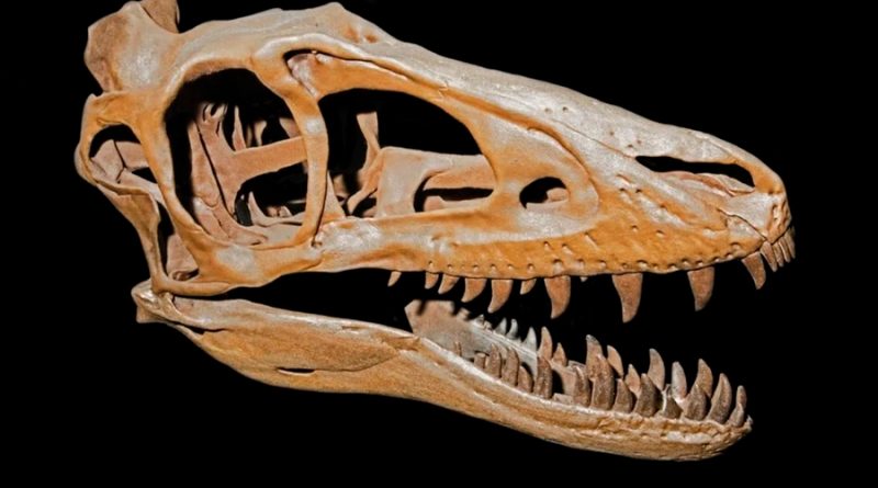 Solución al misterio sobre la anatomía de la mandíbula del T. rex