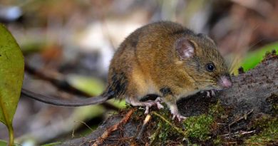 Thomasomys pardignasi, el nuevo mamífero descrito por la ciencia y que habita en Ecuador