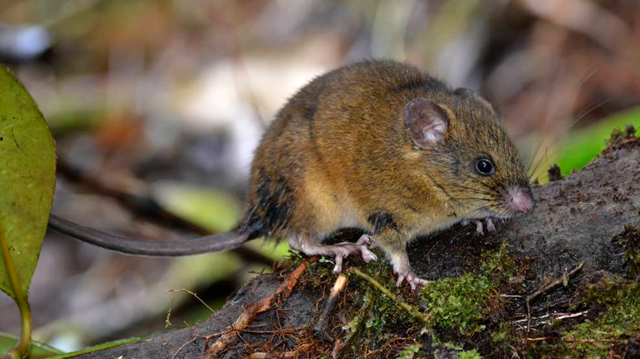 Thomasomys pardignasi, el nuevo mamífero descrito por la ciencia y que habita en Ecuador