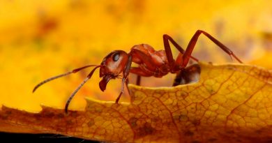 El sorpresivo caso de las hormigas caníbales encontradas en un búnker nuclear