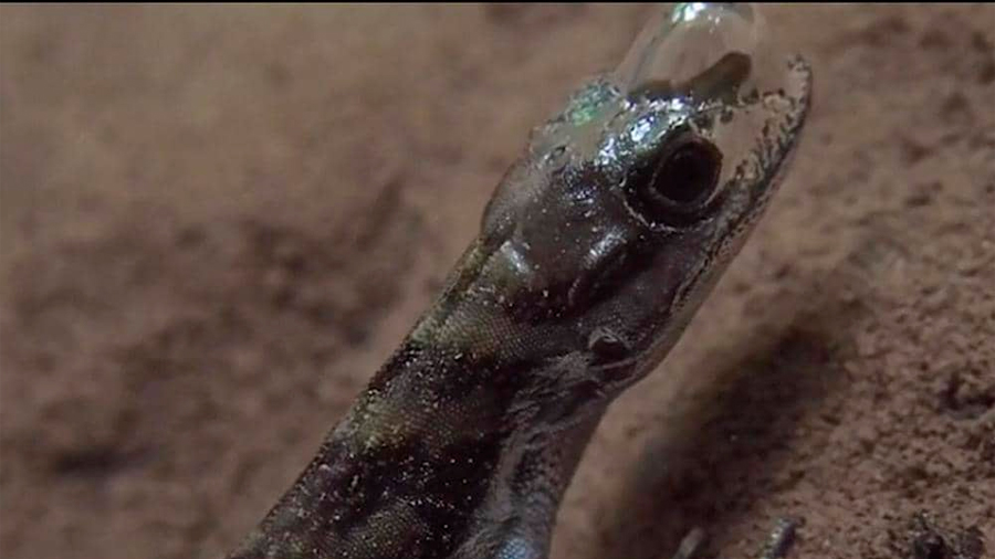 Descubren lagarto que al sumergirse en el agua respira usando una burbuja adherida a su cabeza