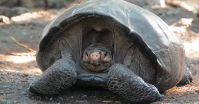 Tortuga gigante que se creía extinta desde hace 112 años busca pareja para salvar su especie
