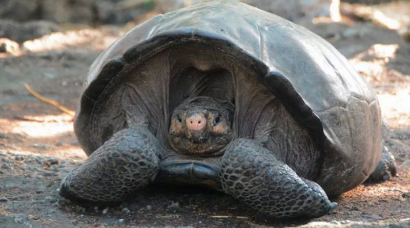 Tortuga gigante que se creía extinta desde hace 112 años busca pareja para salvar su especie