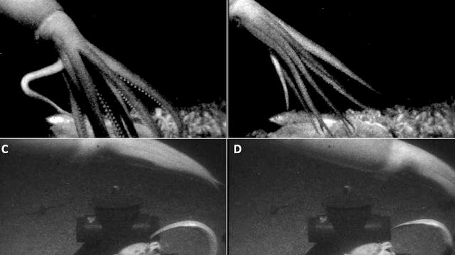Así lograron capturar imágenes del 'kraken' tras siglos de búsqueda