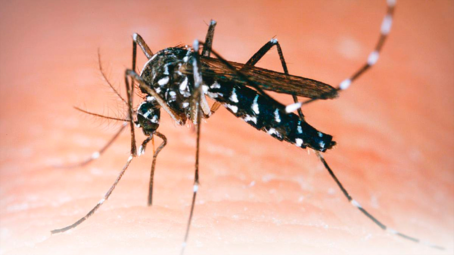 Guerra biológica de mosquitos: cómo es la especie creada para erradicar al dengue y al Zika