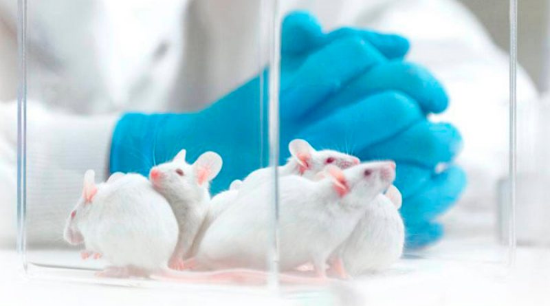 Estudio en ratones muestra que una proteína protege de diabetes e hígado graso