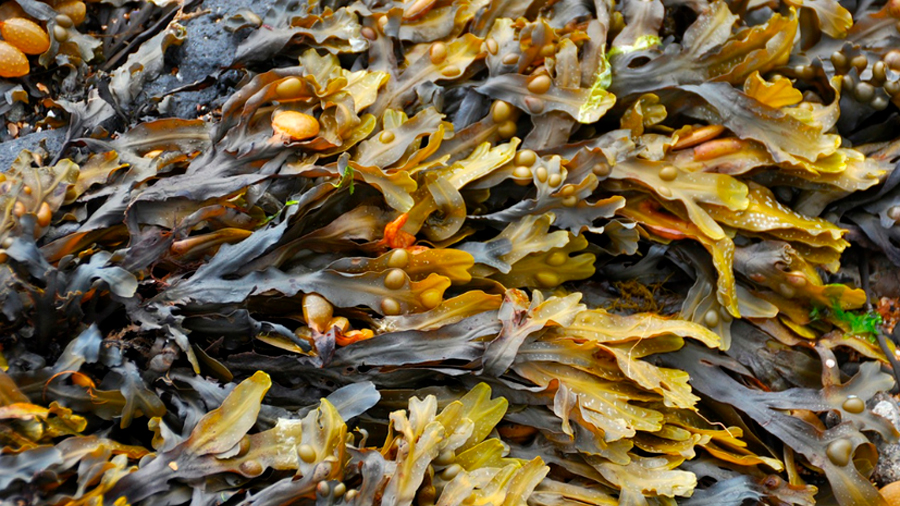 Crean ropa con algas capaz de realizar fotosíntesis