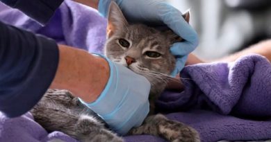 Gato muere por covid-19 y descubren evidencia de transmisión de humano a animal