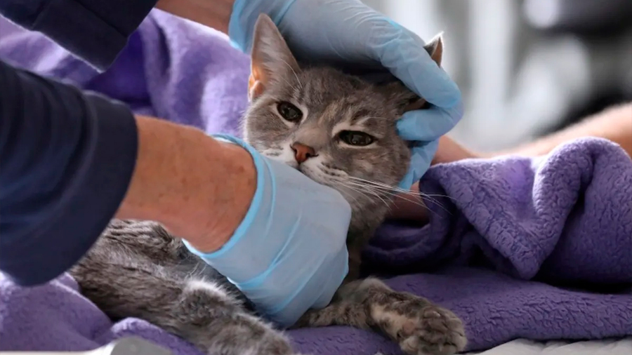 Gato muere por covid-19 y descubren evidencia de transmisión de humano a animal