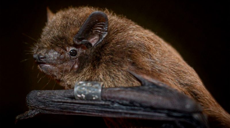 El sexto sentido de los murciélagos reside en las córneas