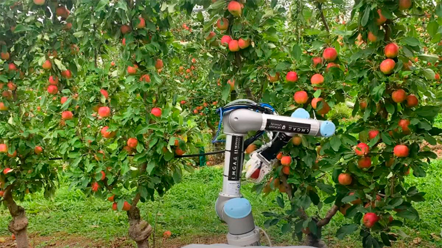 Este robot agricultor puede recolectar manzanas a una velocidad que ni imaginas