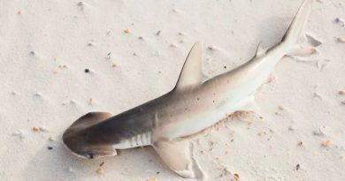 El GPS de la naturaleza: los tiburones usan campos magnéticos para orientarse