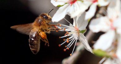 Científicos entrenan abejas para detectar muestras con covid-19