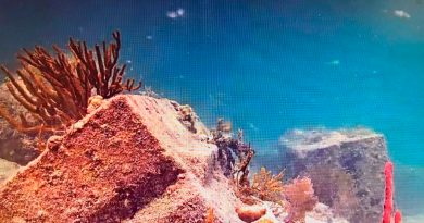Descubren células inmunes en genética de corales que forman arrecifes