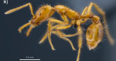 Especie de hormiga descubierta en Ecuador recibe el primer nombre científico de género neutro