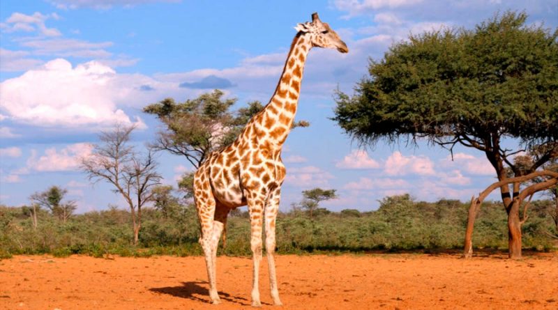 Nuevos análisis genómicos demuestran que hay cuatro especies de jirafa