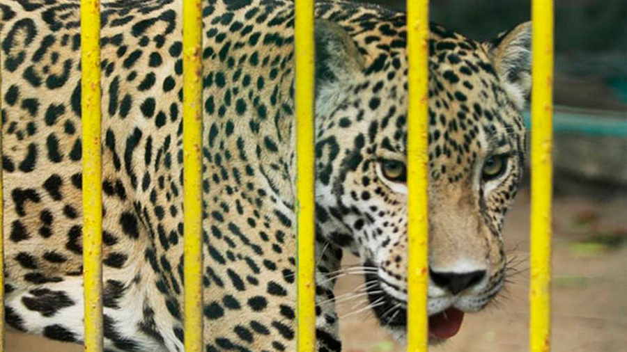 Se hallan en riesgo 280 especies de mamíferos mexicanos