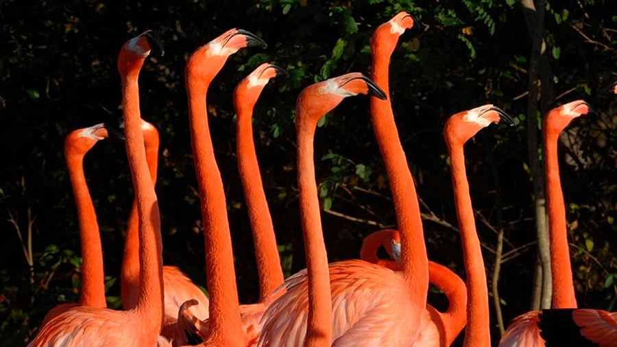 Zoológico de Miami crea grupo científico para preservar flamenco autóctono