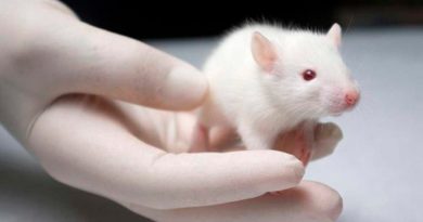 Desarrollan un implante que programa ratones para que interactúen socialmente