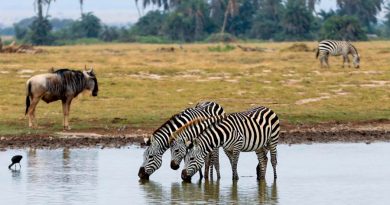 Kenia lanza un plan para crear su primer censo nacional de animales salvajes