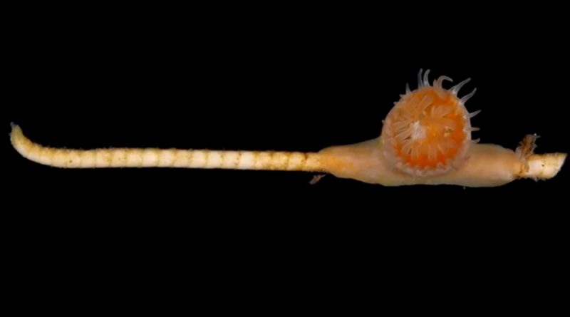 Descubren en el fondo del mar una criatura que se creía extinta hace 273 millones de años