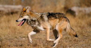 Lobo mexicano en peligro de extinción: cuántos ejemplares se han liberado en el país