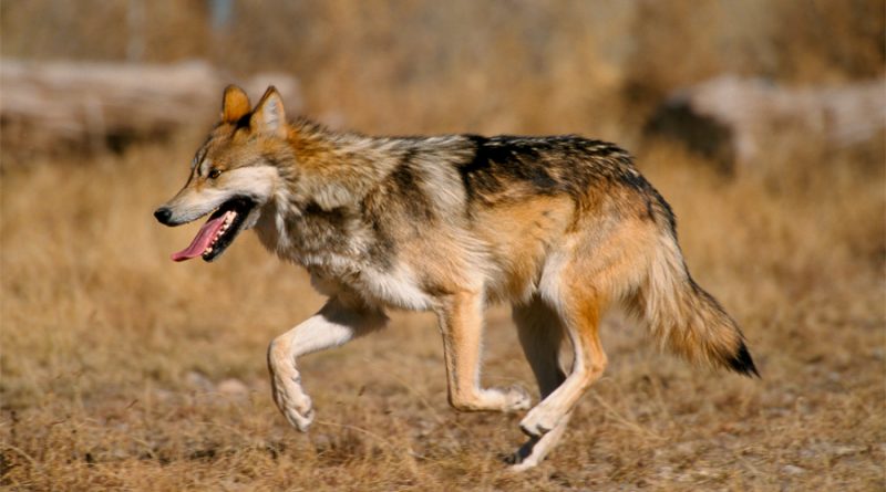 Lobo mexicano en peligro de extinción: cuántos ejemplares se han liberado en el país
