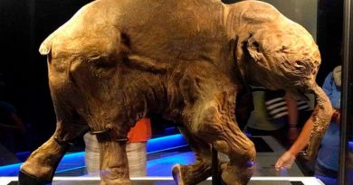 Lyuba, el bebé mamut que vivió hace 40 mil años y tuvo un triste final