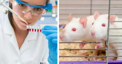 La ciencia logró concebir ratones a partir de dos madres: ¿se podrá en humanos?