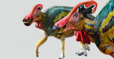 Paleontólogos mexicanos identifican nueva especie de dinosaurio