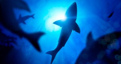 Los tiburones utilizan el campo magnético de la Tierra como GPS
