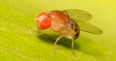 Las moscas y los mosquitos poseen unas 200 mil neuronas y pueden realizar múltiples tareas al unísono
