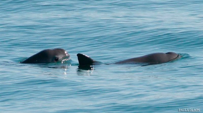 A punto de extinguirse las vaquitas marinas, pues quedan el menos 10 en el Golfo de California