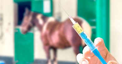 Investigador mexicano usa caballos para producir antiveneno de alacrán