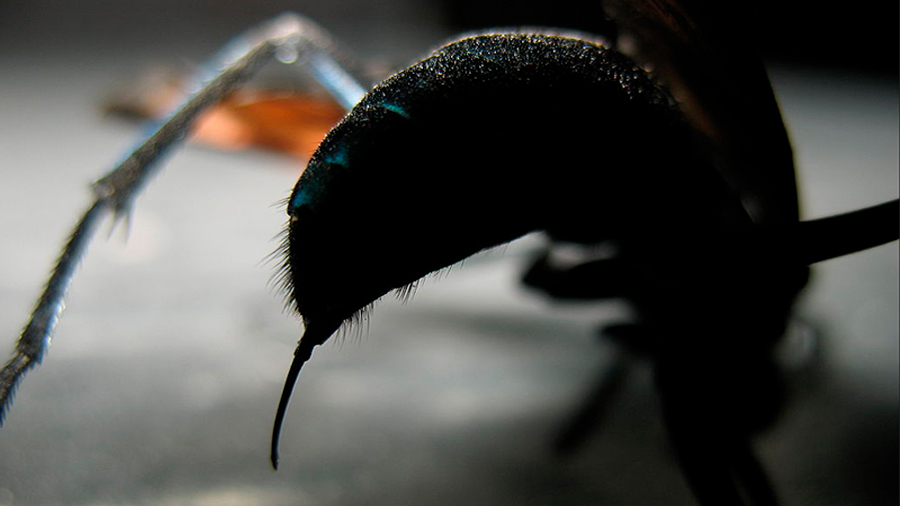¿Cuál es la picadura de insecto más dolorosa de la Tierra?