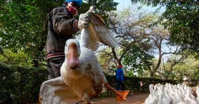 Los científicos chinos que identificaron la COVID-19 alertan sobre la gripe aviar H5N8
