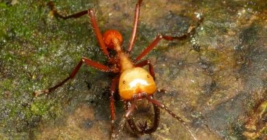 Las hormigas guerreras atacan en masa por la expansión de sus colonias