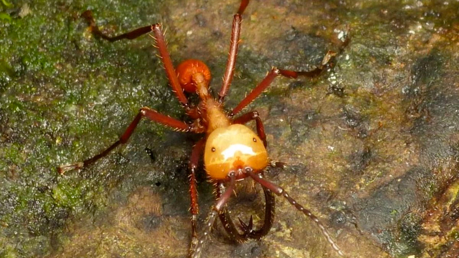 Las hormigas guerreras atacan en masa por la expansión de sus colonias