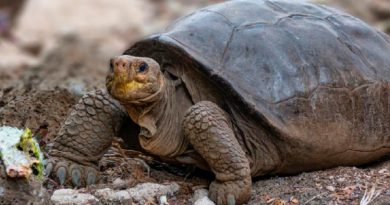 El sorprendente hallazgo en Galápagos de una tortuga que se creía extinguida desde hace más de 100 años
