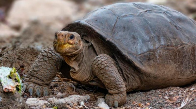 El sorprendente hallazgo en Galápagos de una tortuga que se creía extinguida desde hace más de 100 años
