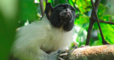 Los monos cambian de 'acento' para evitar conflictos