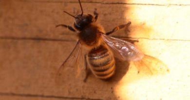Una feromona de alarma regula el ataque de las abejas