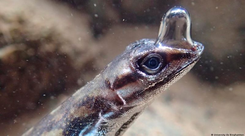 Descubren lagarto que al sumergirse en el agua respira usando una burbuja adherida a su cabeza