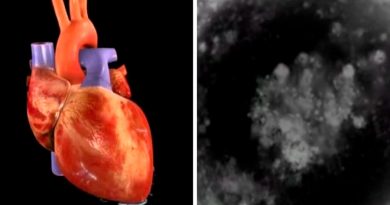 Desarrollan con células madre un corazón en miniatura que palpita