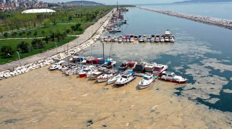 Turquía se inunda de ‘mocos de mar’ por el calentamiento global