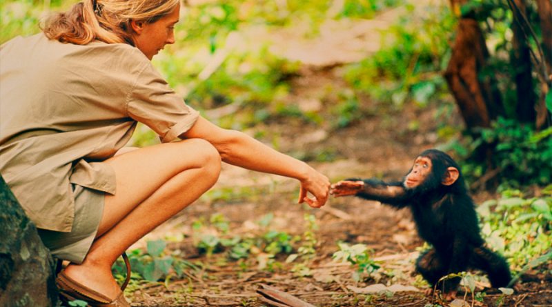 Los chimpancés “estrechan la mano” según su grupo social