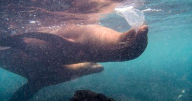 Leones marinos, tortugas e iguanas se topan ya con el plástico en las islas Galápagos